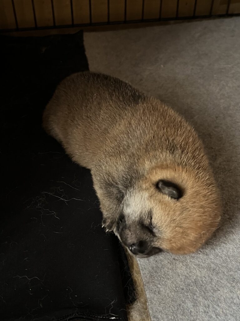 子犬 雄　　標 準タイプ